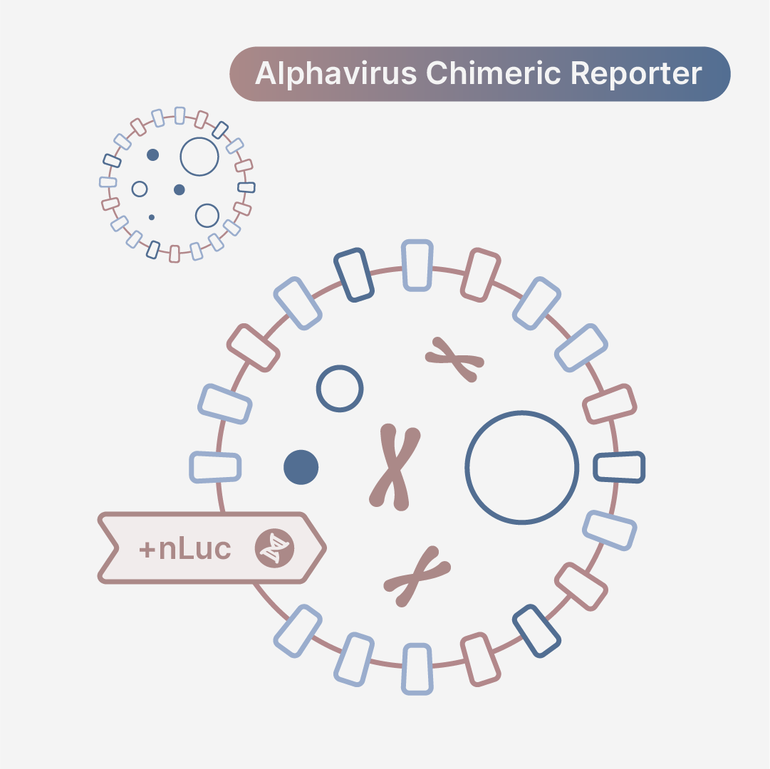 Sindbis (TR339)/Venezuelan Equine Encephalitis (INH-9813) Chimeric Virus nLuc Reporter