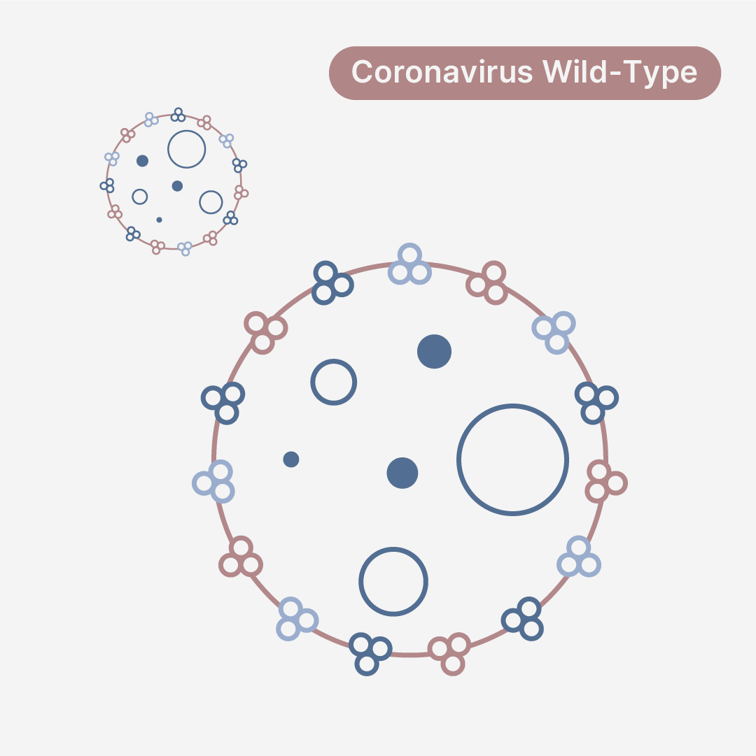 Human Coronavirus 229E