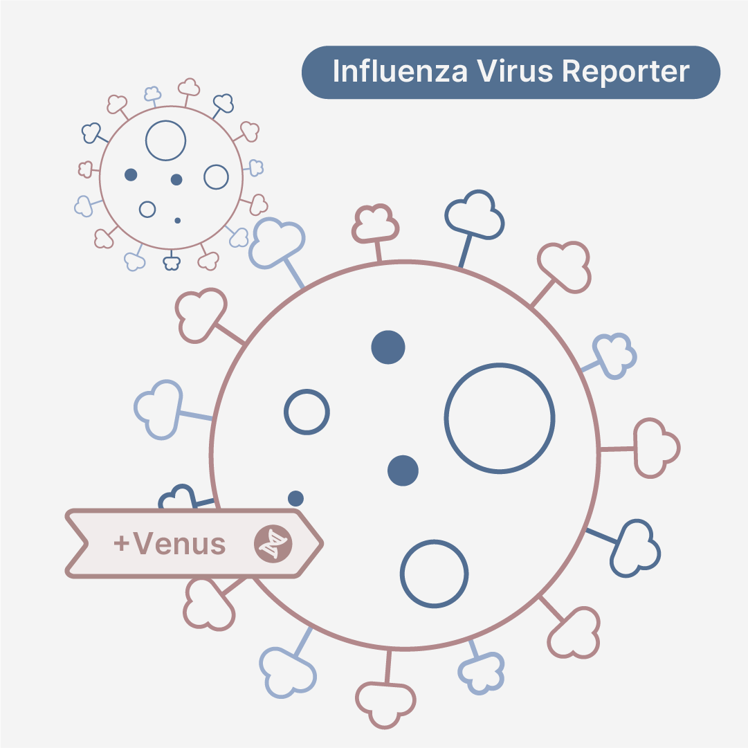Influenza A/Puerto Rico/8/1934 (H1N1) Virus Venus Reporter