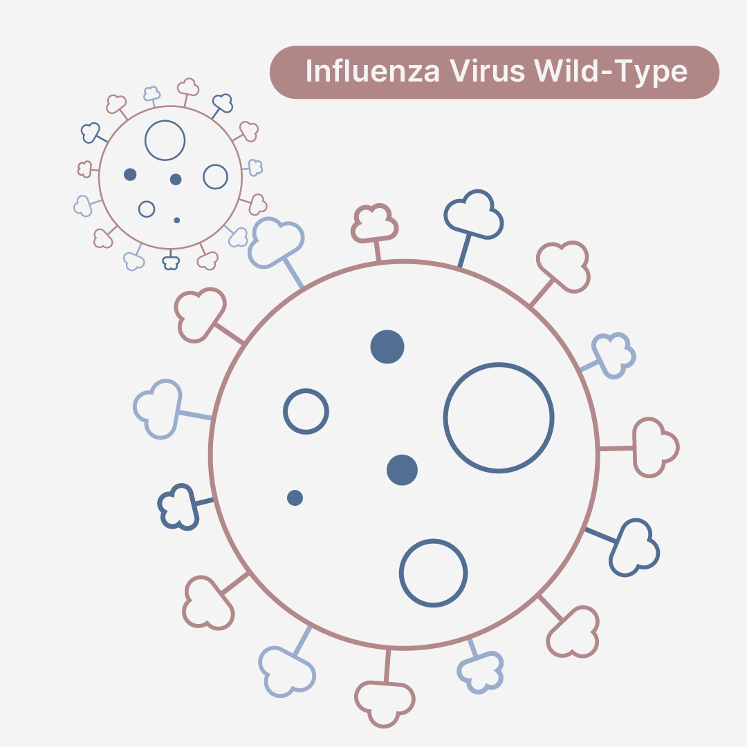 Influenza A/District of Columbia/27/2023 (H3N2)-like Virus