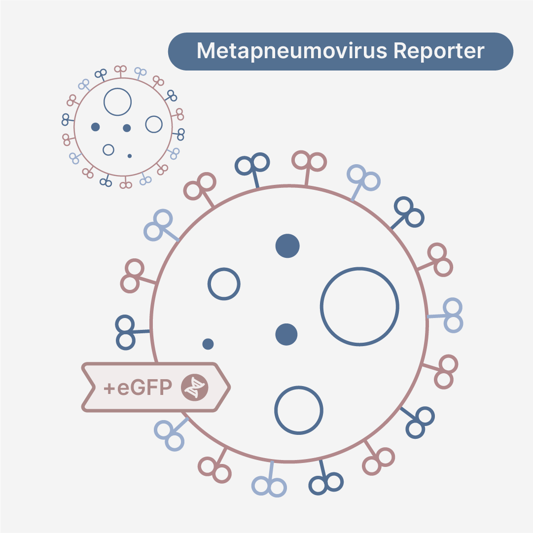 Human Metapneumovirus Subgroup A2a eGFP Reporter