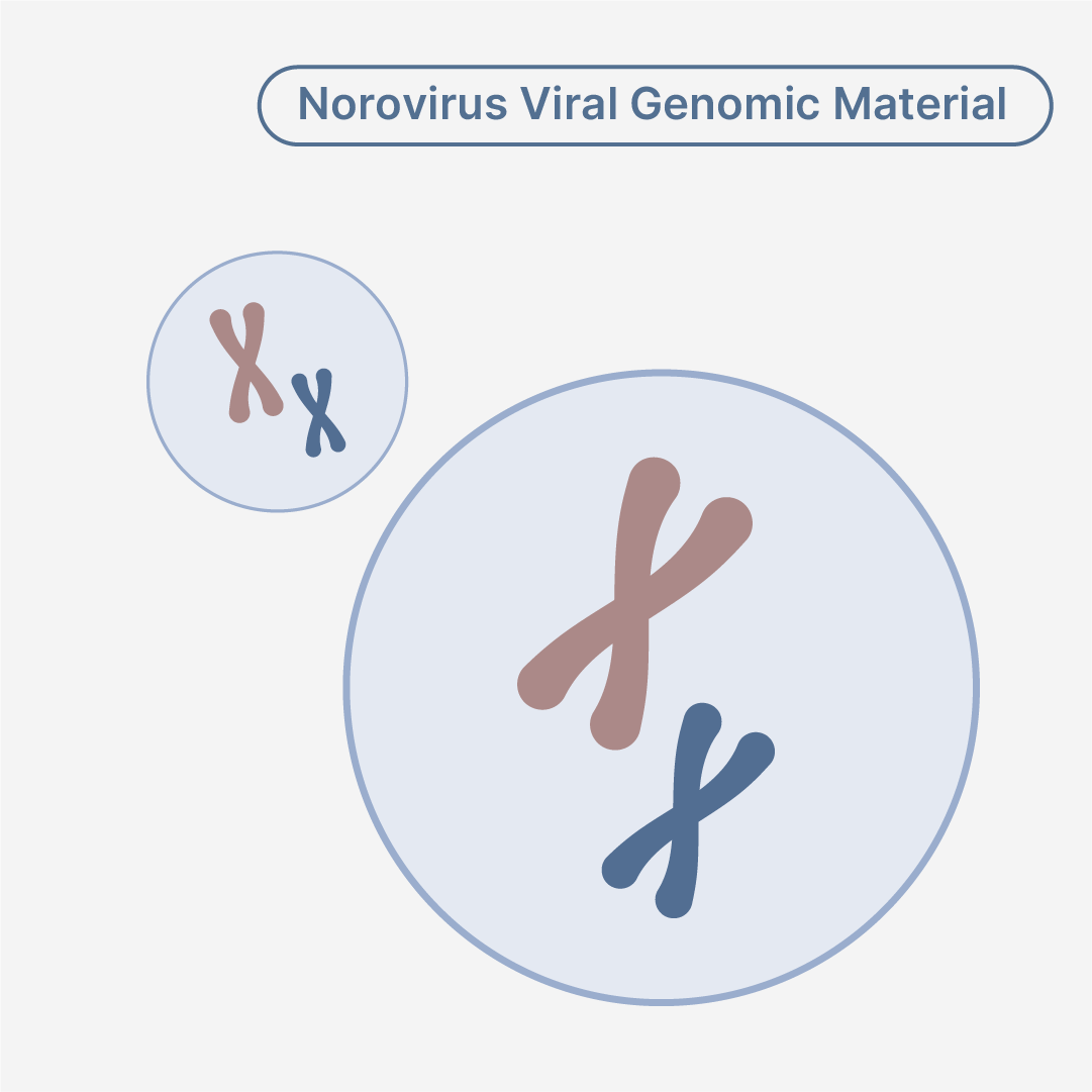 Human Norovirus GI.7 Genomic Material