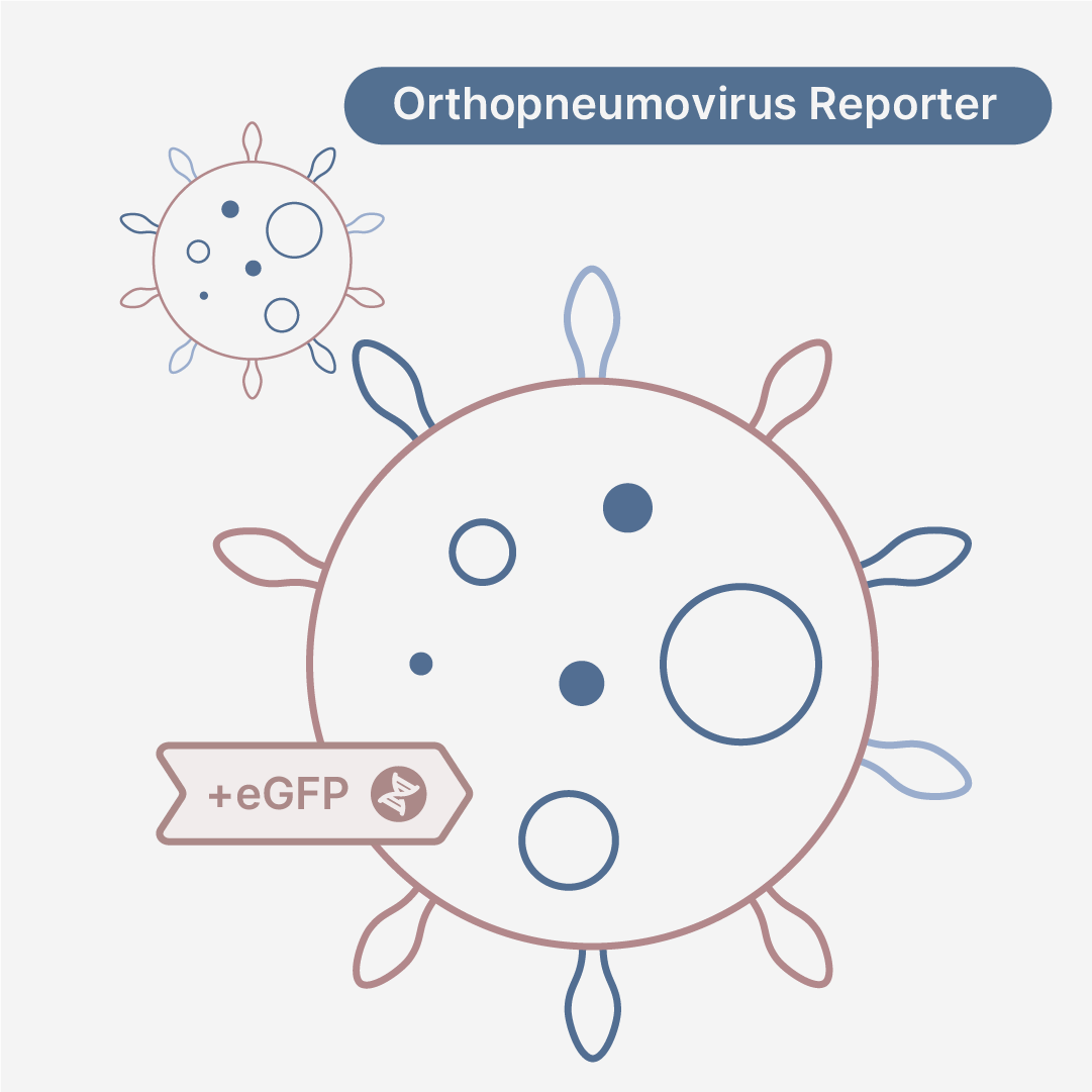 Respiratory Syncytial Virus Subgroup B Strain 9320 eGFP Reporter