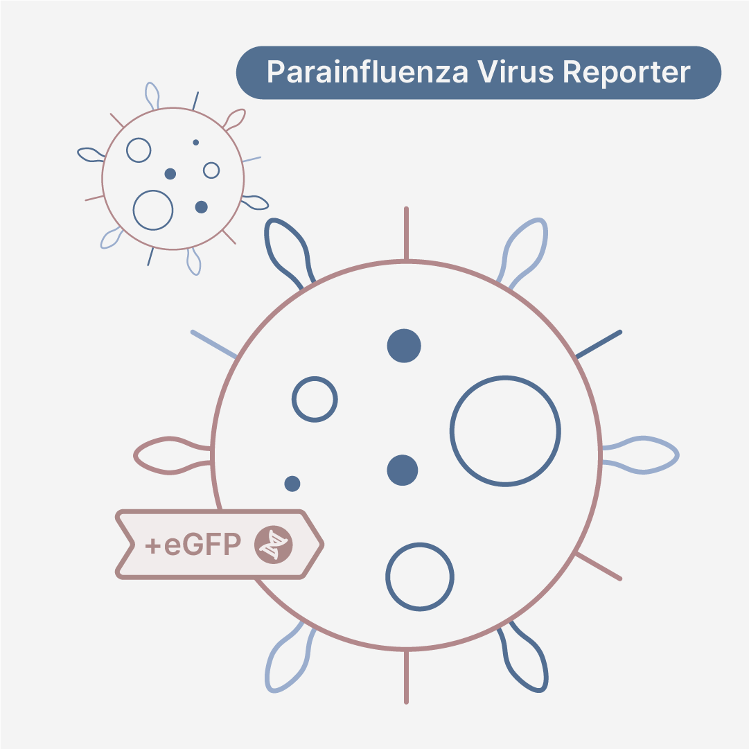 Human Parainfluenza Virus Type 1 eGFP Reporter