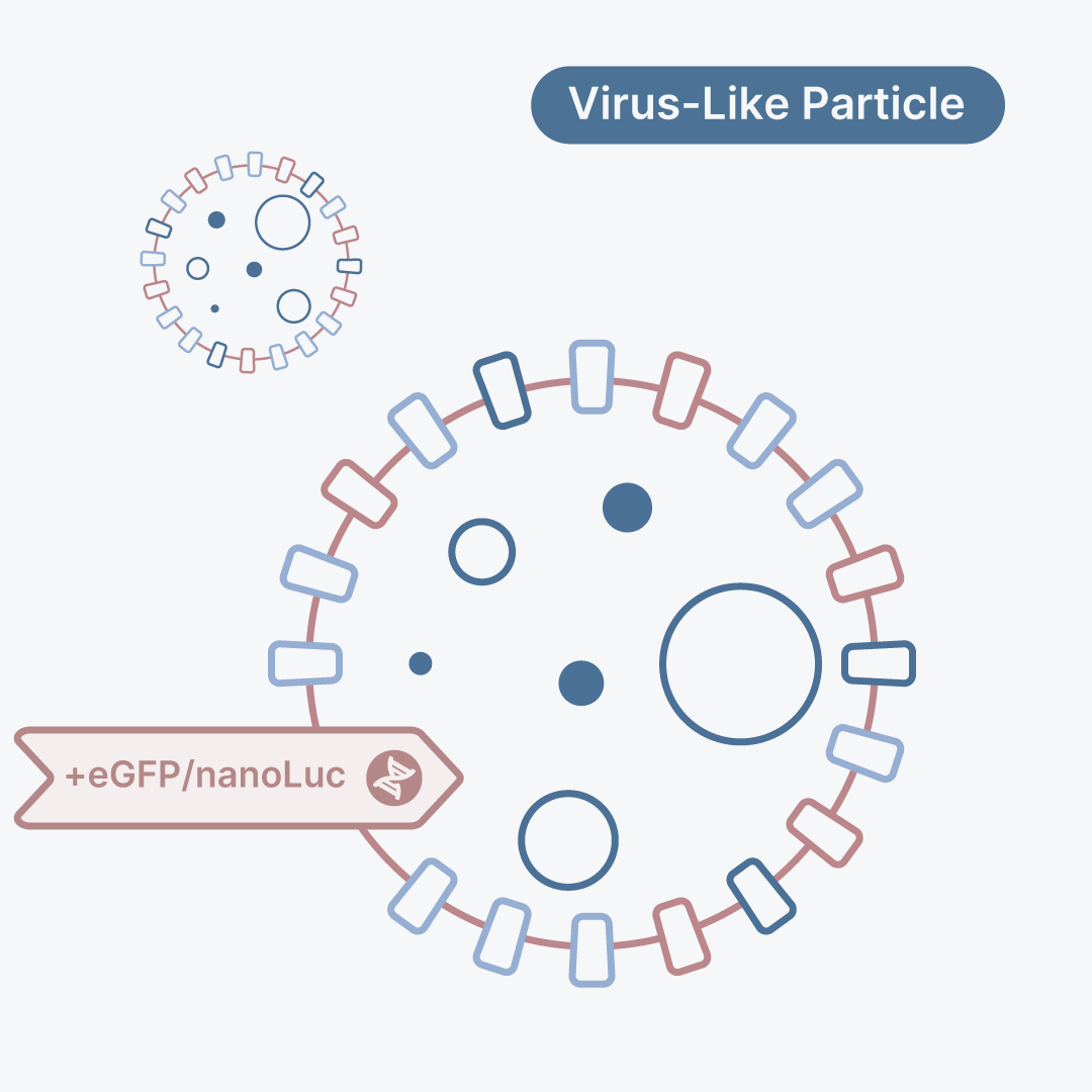 Transcription Competent Bundibugyo Ebolavirus VLPs Encoding nLuc Minigenome