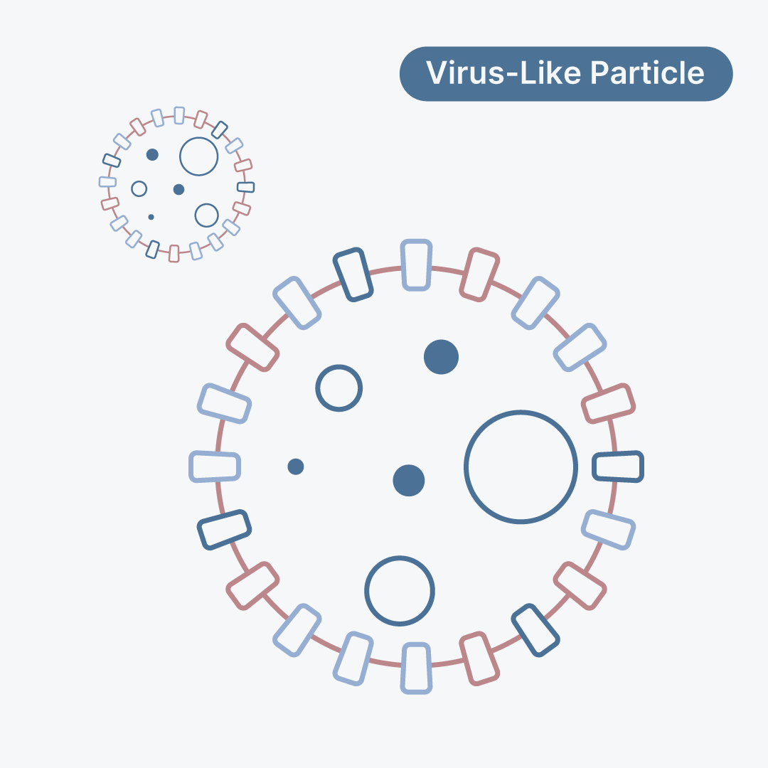 Bundibugyo Ebolavirus Virus-Like Particle - VP40 VLP