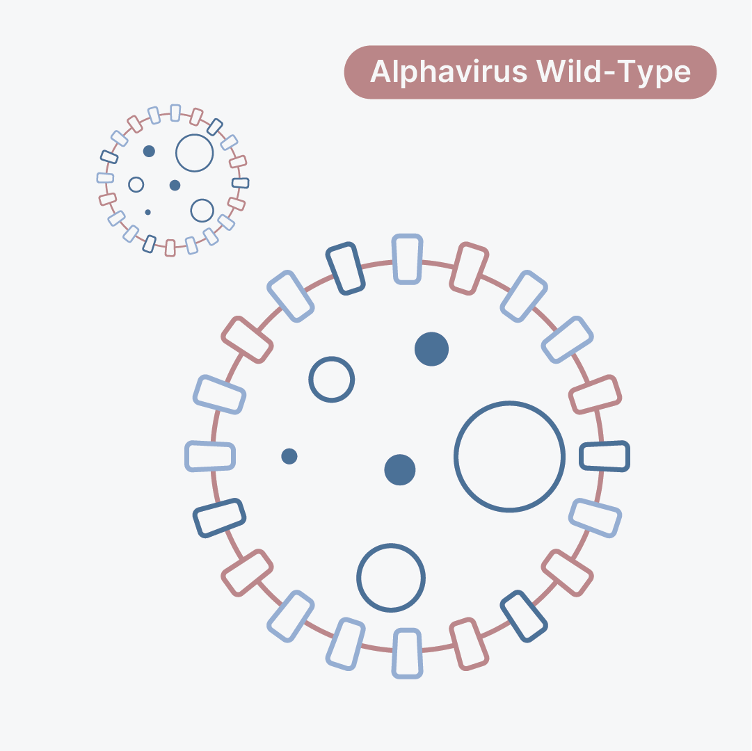 Chikungunya Virus Vaccine Strain 181/25