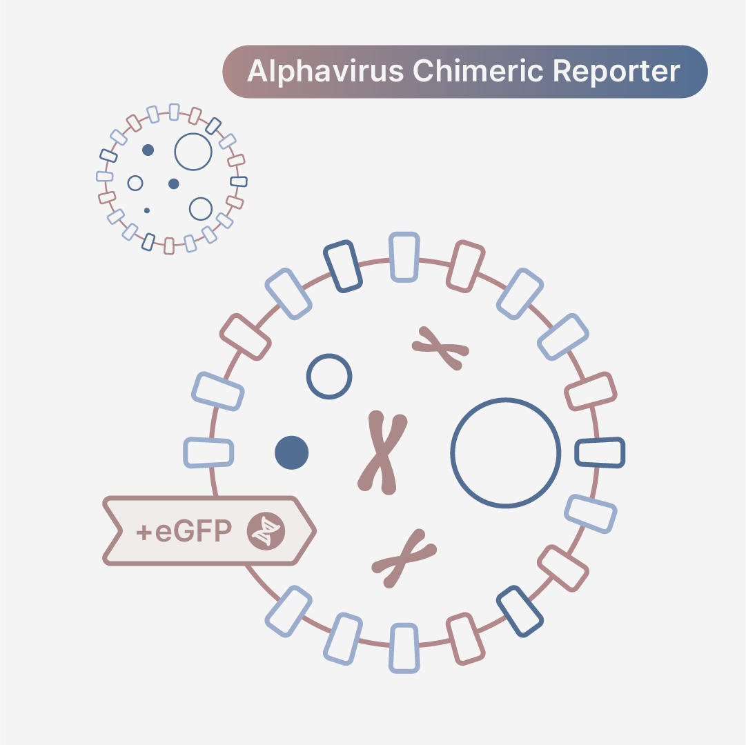 Sindbis (TR339)/Venezuelan Equine Encephalitis (INH-9813) Chimeric Virus eGFP Reporter