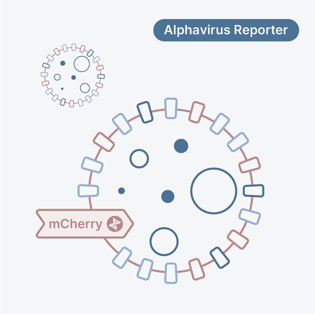 Chikungunya Virus Vaccine Strain 181/25 mCherry Reporter