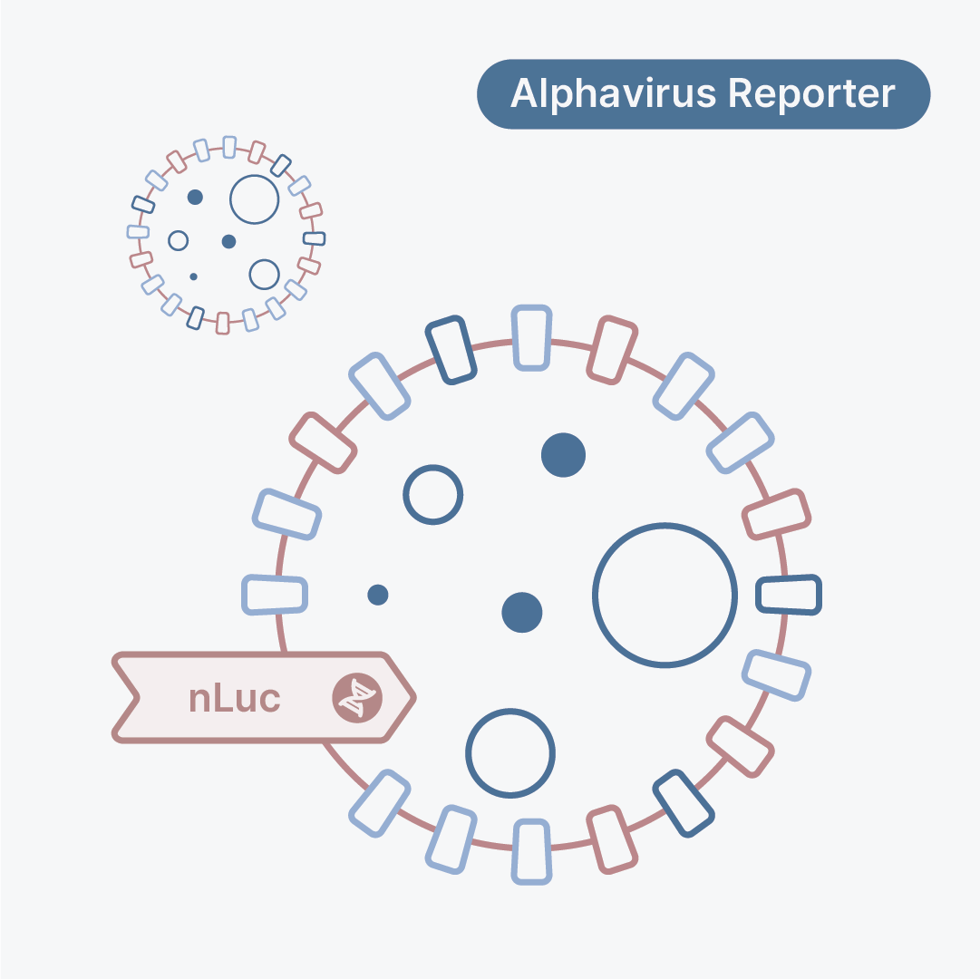 Chikungunya Virus Vaccine Strain 181/25 nLuc Reporter