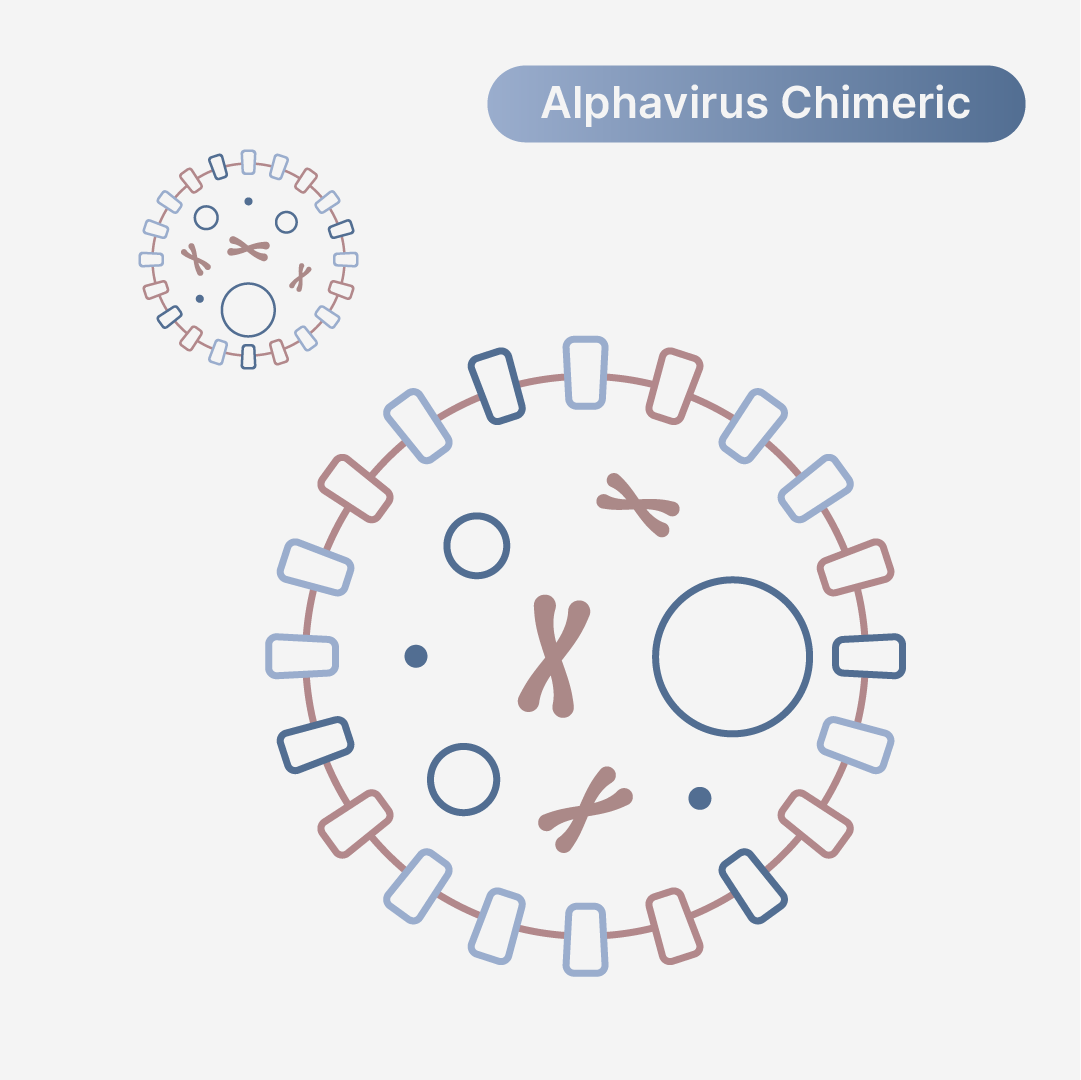 Sindbis (TR339)/Venezuelan Equine Encephalitis (INH-9813) Chimeric Virus