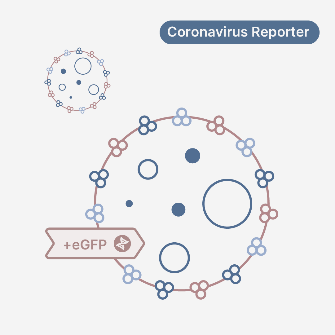 Human Coronavirus HKU1 eGFP Reporter