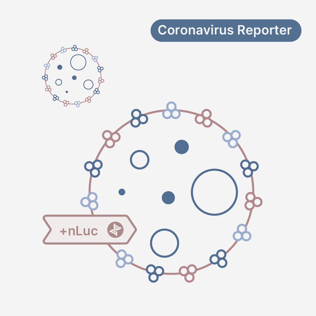 Human Coronavirus 229E nLuc Reporter