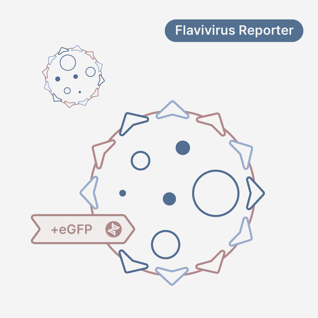 Dengue Virus Serotype 2 eGFP Reporter