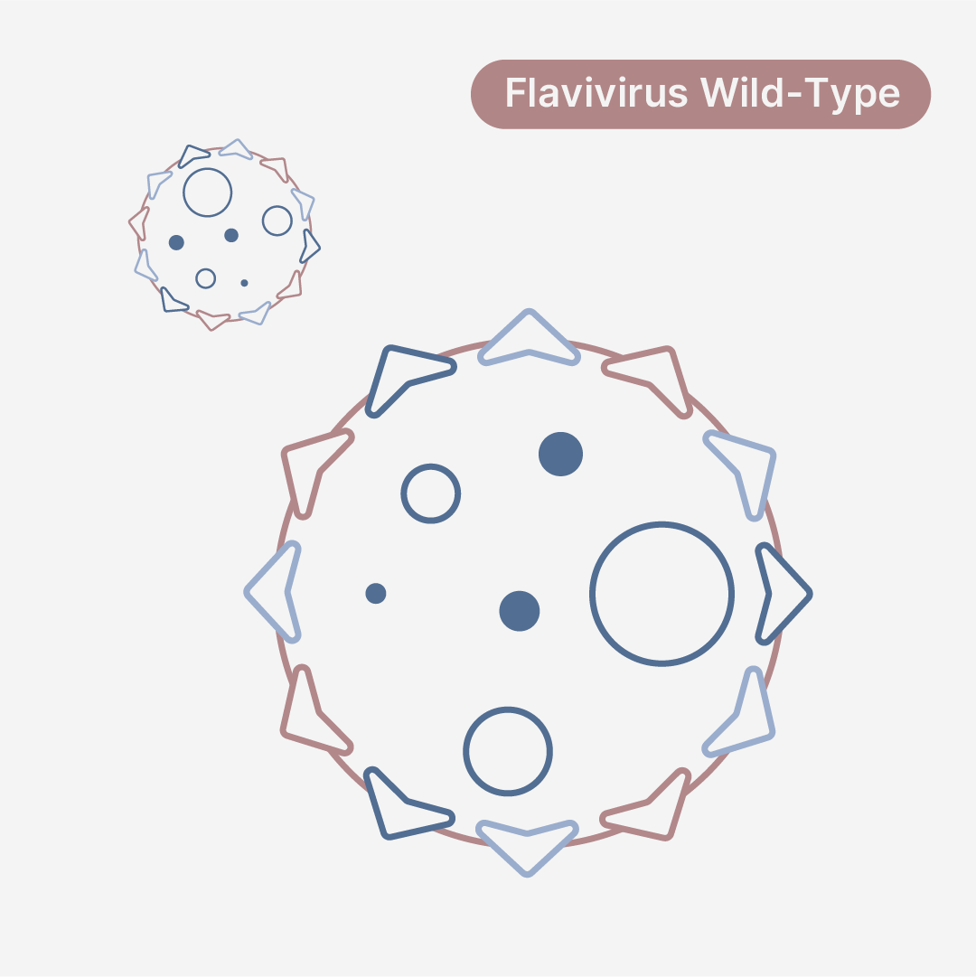 Dengue Virus Serotype 3