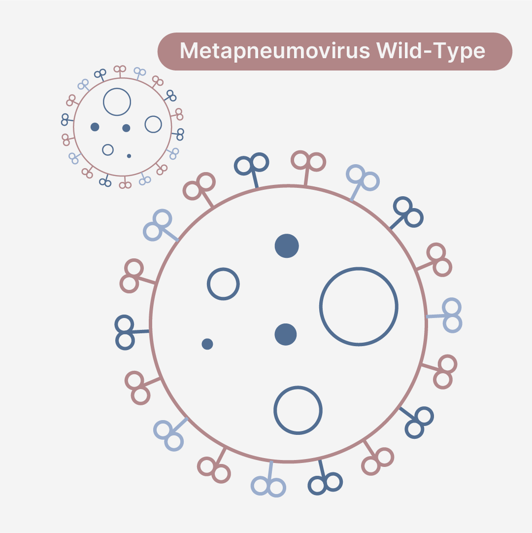 Human Metapneumovirus Subgroup A2a