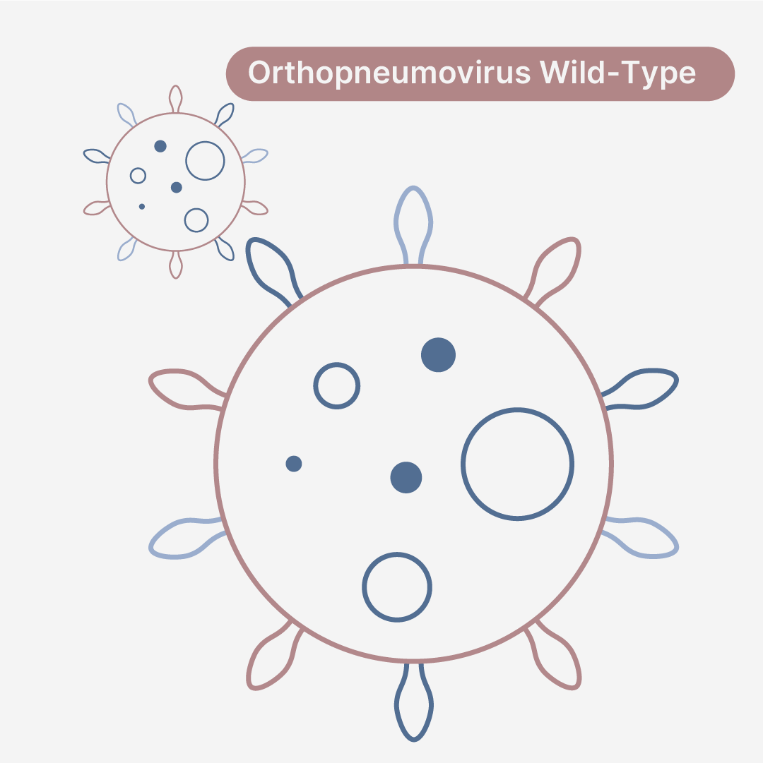 Respiratory Syncytial Virus Subgroup A Strain A2