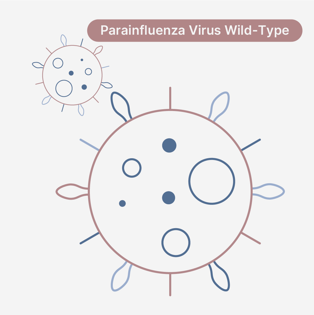 Human Parainfluenza Virus Type 3