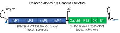 Chimeric Alphavirus Genome Structure
