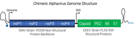 Chimeric Alphavirus Genome Structure