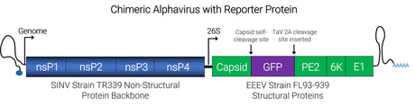 Chimeric Alphavirus with reporter protein