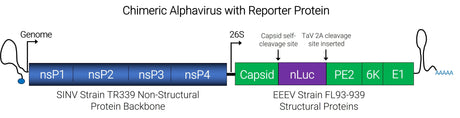 Chimeric Alphavirus with reporter protein