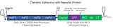 SINV TR339/VEEV INH-9813 Chimeric GFP Reporter Virus