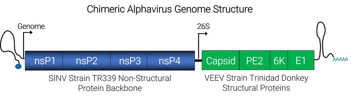 Chimeric Alphavirus Genome Structure