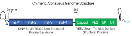 Chimeric Alphavirus Genome Structure