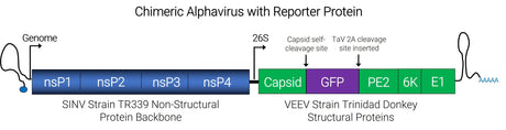 Chimeric Alphavirus with reporter protein