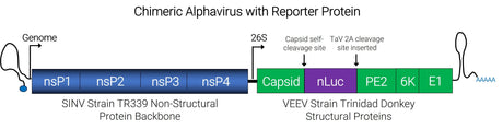 Chimeric Alphavirus with reporter protein