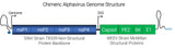 Chimeric Alphavirus Genome Structure