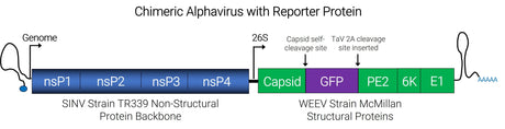 Chimeric Alphavirus with reporter protein