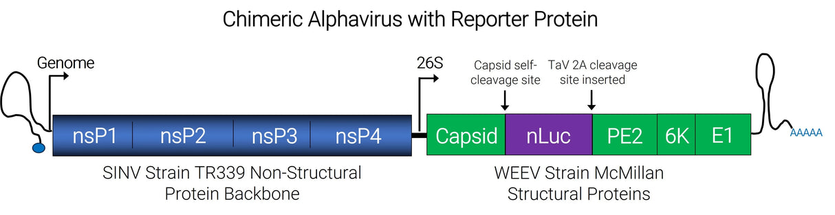 Chimeric Alphavirus with reporter protein