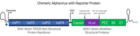 Chimeric Alphavirus with reporter protein
