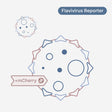 Yellow Fever virus strain 17D - mCherry Reporter

