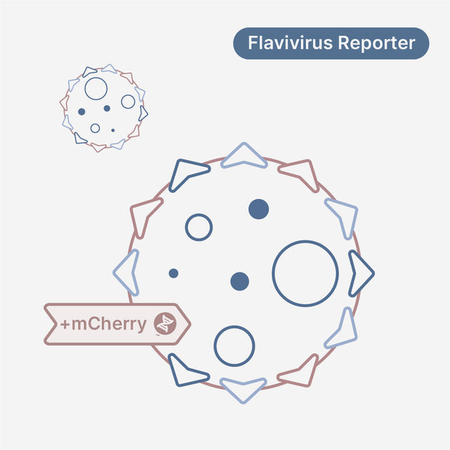 Yellow Fever virus strain 17D - mCherry Reporter
